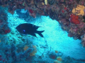   just put this because like so hope you will great go diving camara bring back memories enjoy later. Taken my casio z85 internal flash 10m water later  